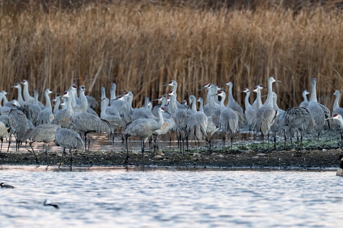 Grulla Canadiense - ML645862432