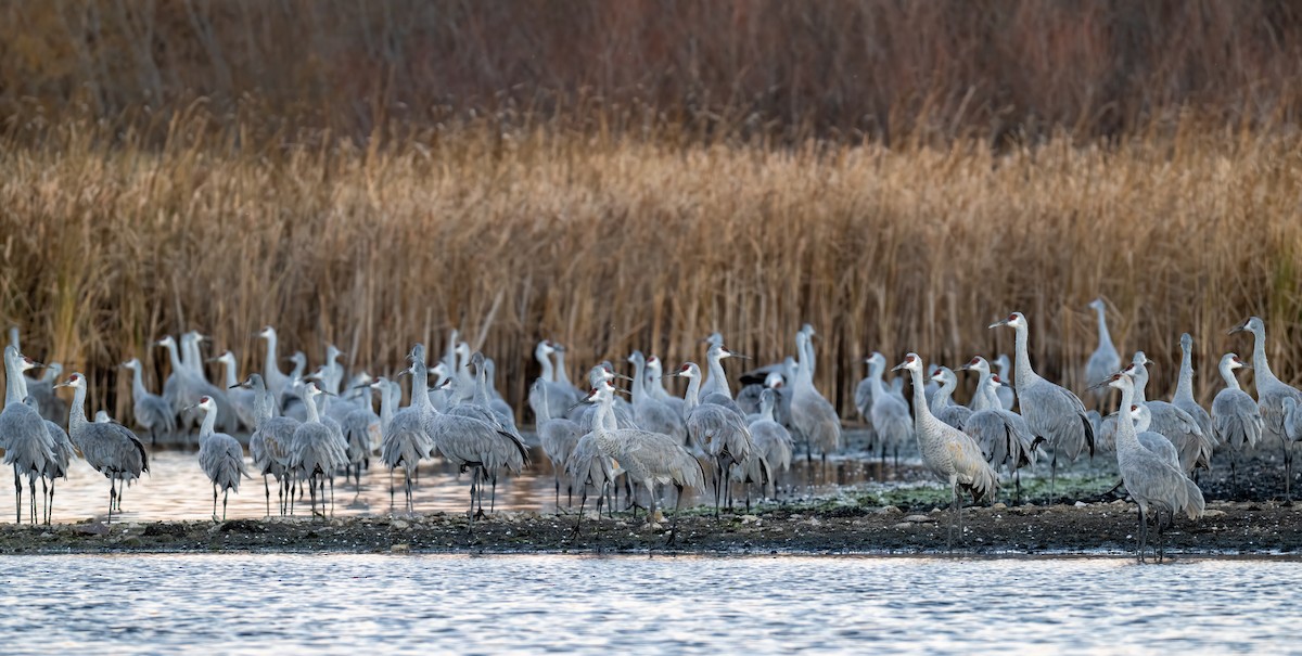 Grulla Canadiense - ML645862433