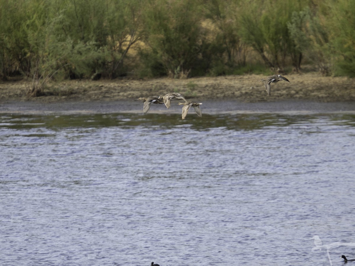 Ánade Friso - ML645862434