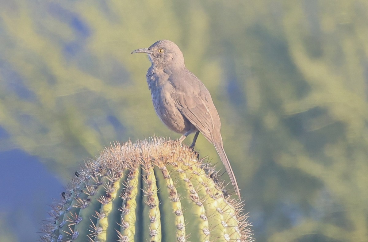 Cuitlacoche Piquicurvo - ML645862435