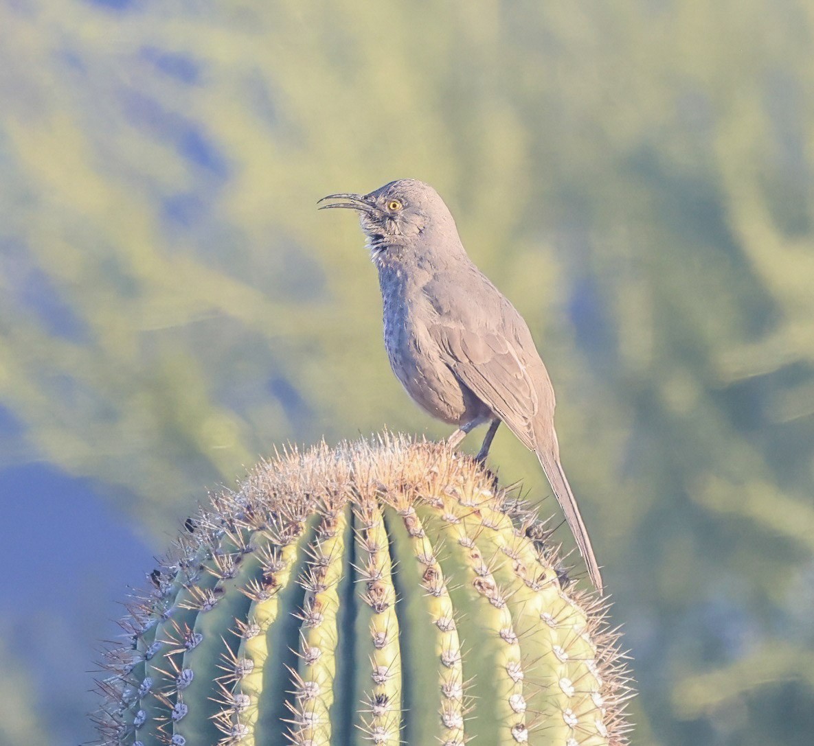 Cuitlacoche Piquicurvo - ML645862436