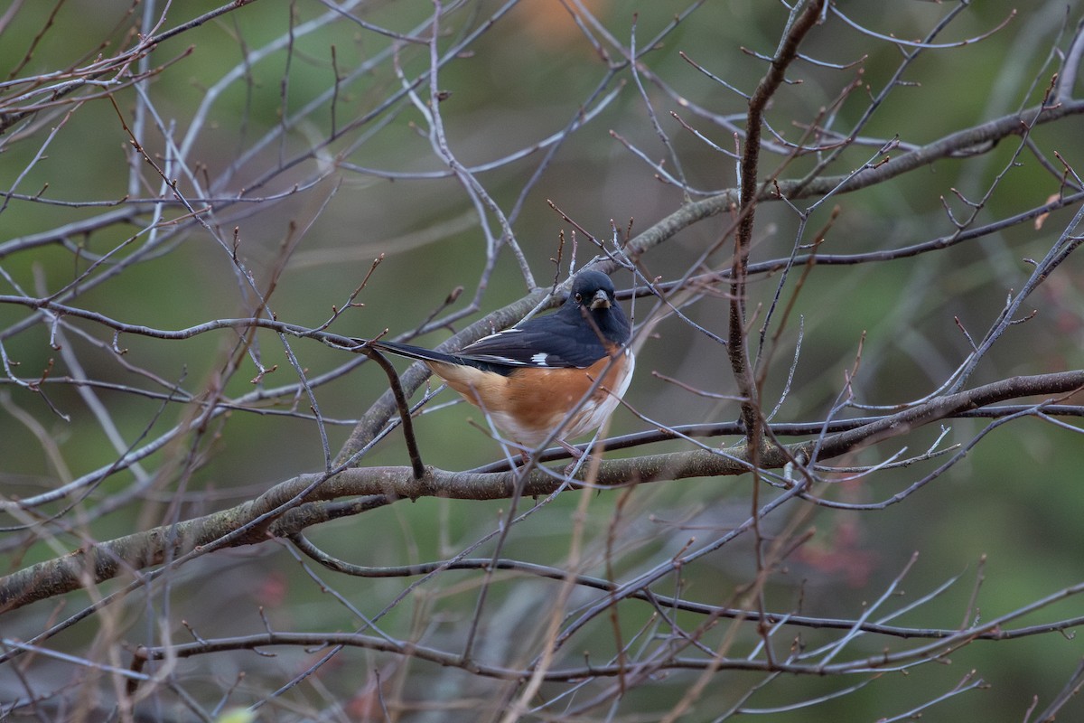 Toquí Flanquirrufo (erythrophthalmus/canaster) - ML645862437