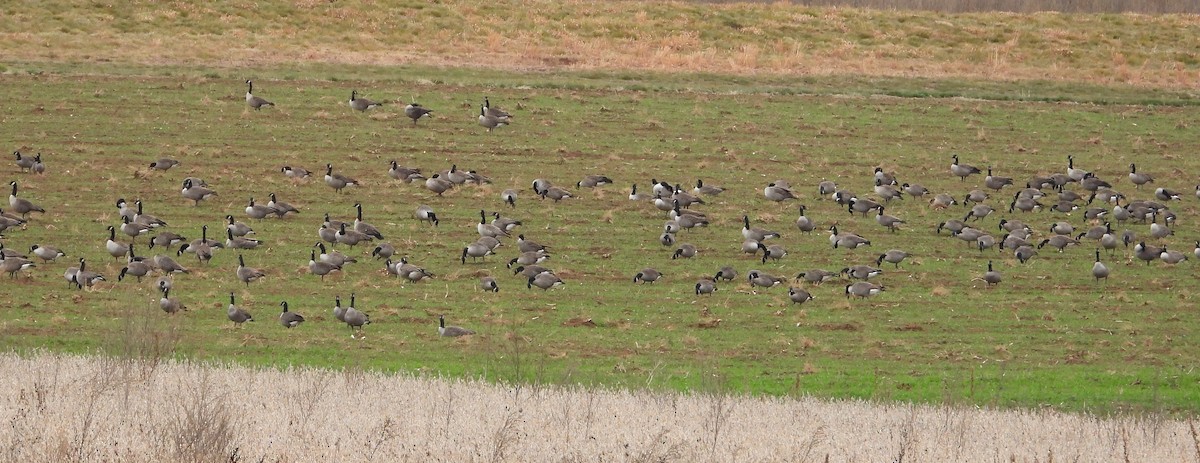 Barnacla Canadiense Grande - ML645862442