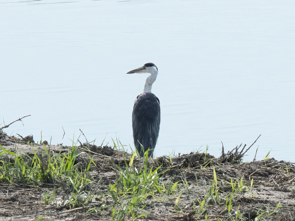 Garza Real - ML645862443