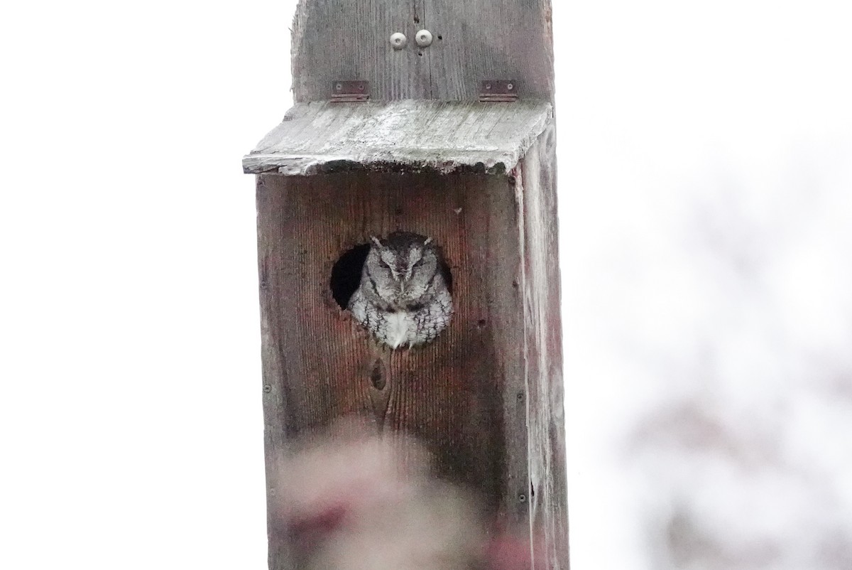 Autillo Yanqui - ML645862445