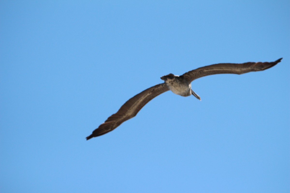 Pelícano Pardo - ML645862446