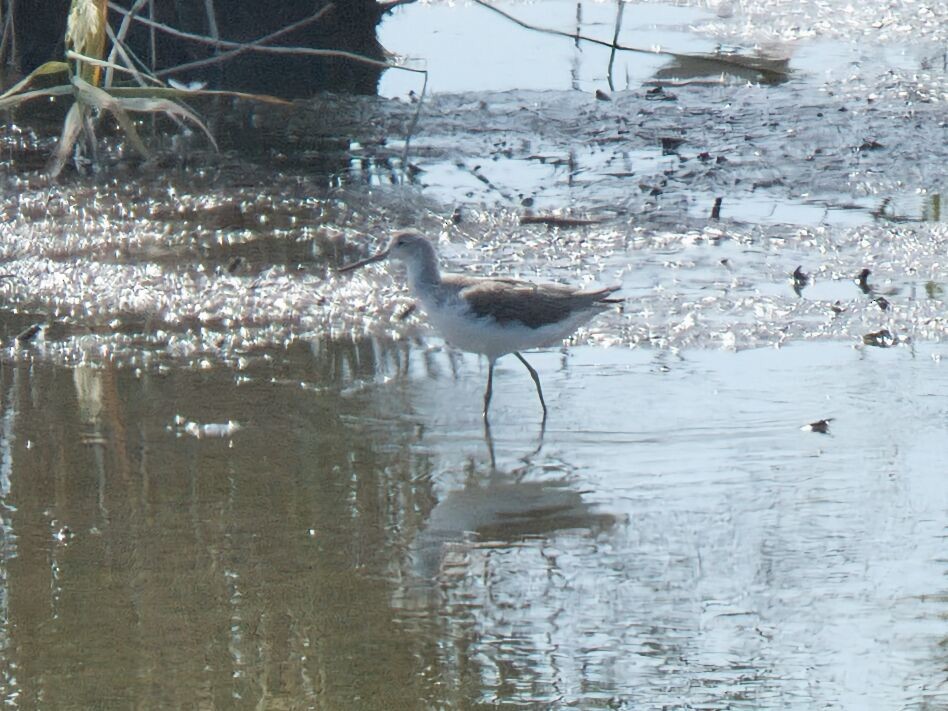 Archibebe Claro - ML645862447