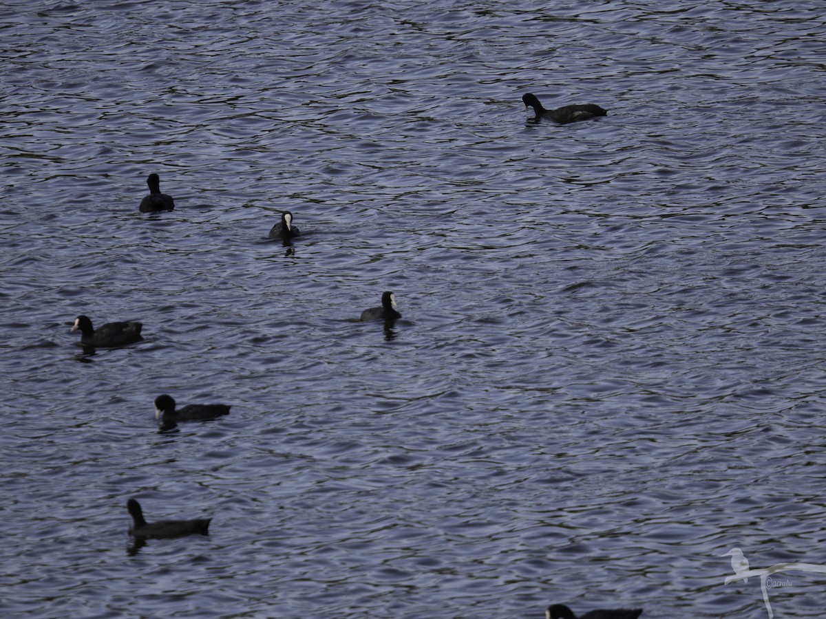 Focha Común - ML645862448