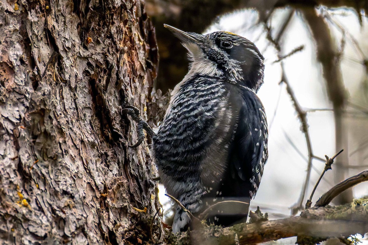 Pico Tridáctilo Americano - ML645862449