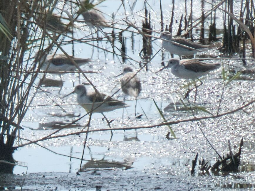 Archibebe Claro - ML645862452