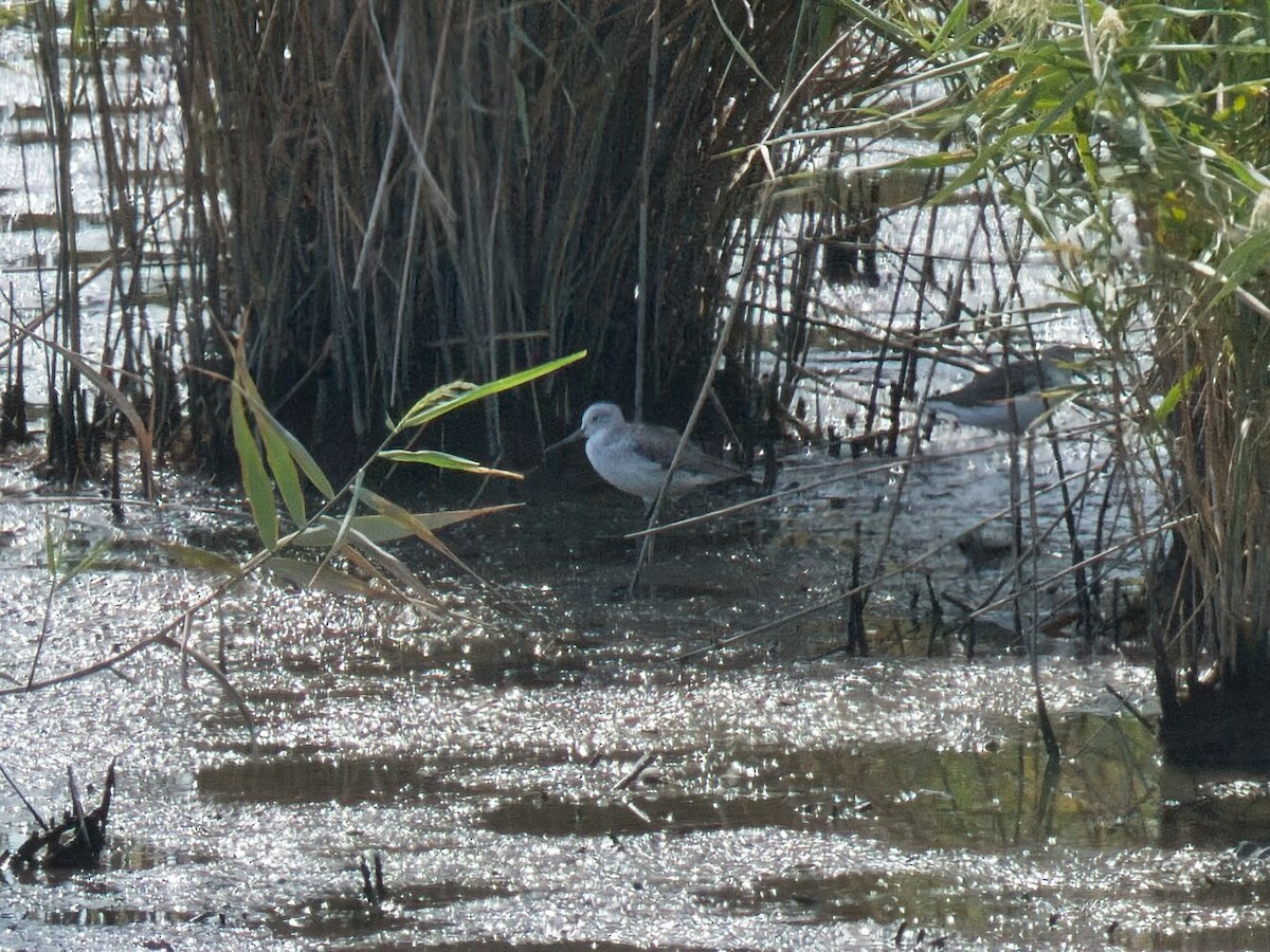 Archibebe Claro - ML645862453