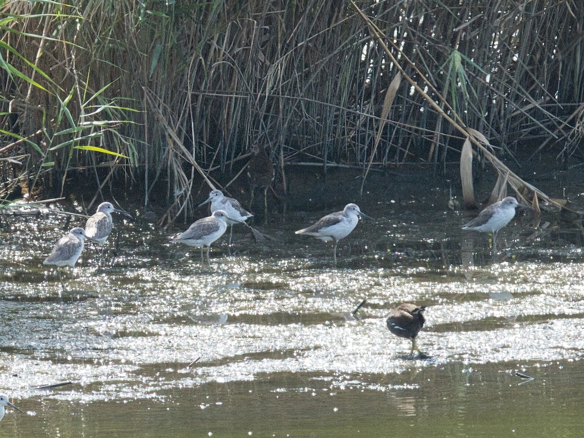 Archibebe Claro - ML645862454