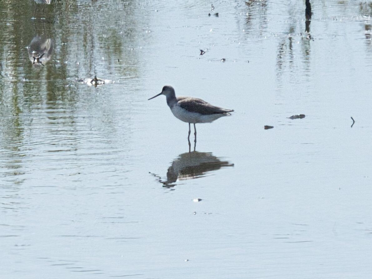 Archibebe Claro - ML645862455