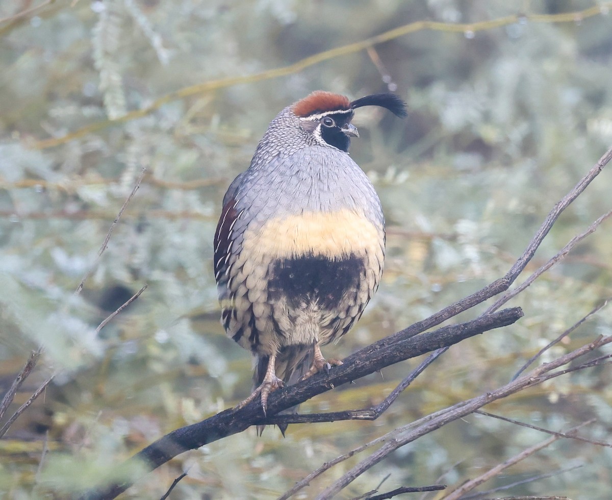 Colín de Gambel - ML645862456