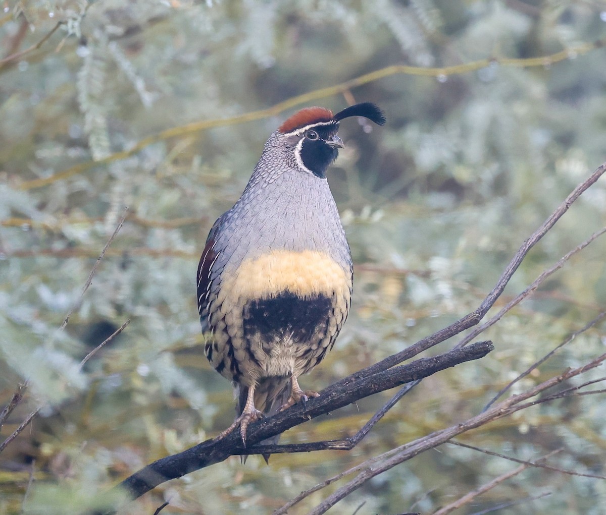 Colín de Gambel - ML645862457