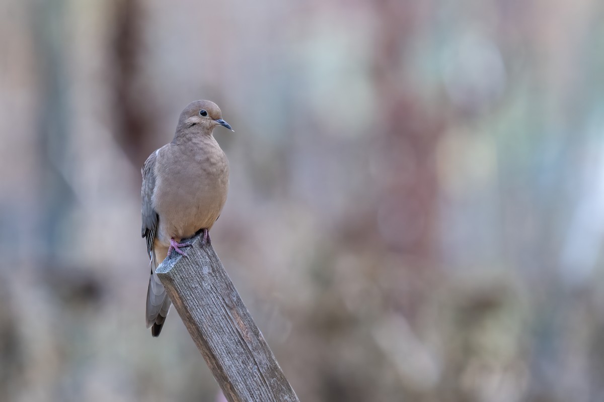 Mourning Dove - ML645862458