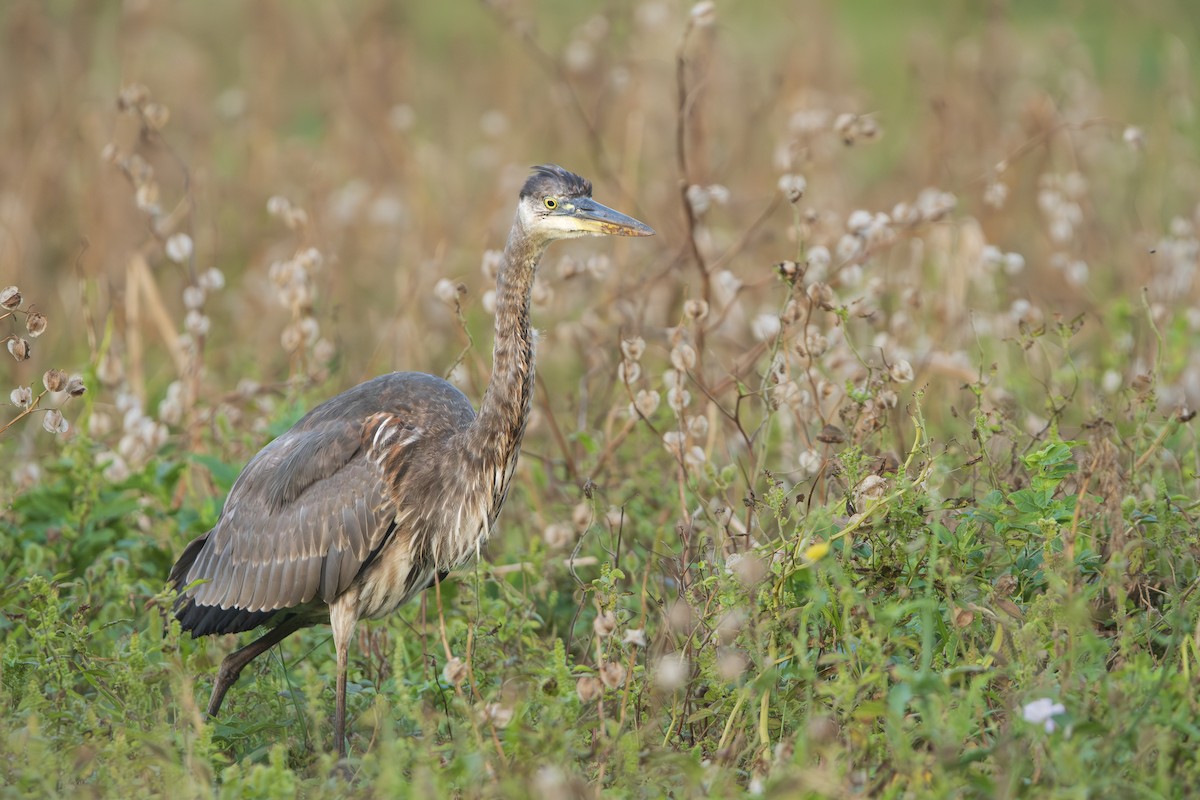 Garza Azulada - ML645862459