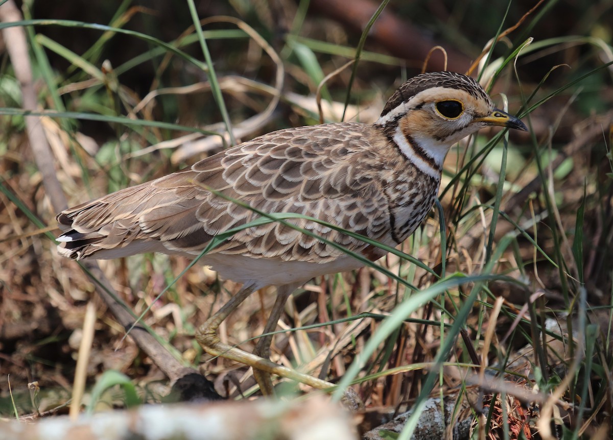 Corredor Escamoso Grande - ML645862461