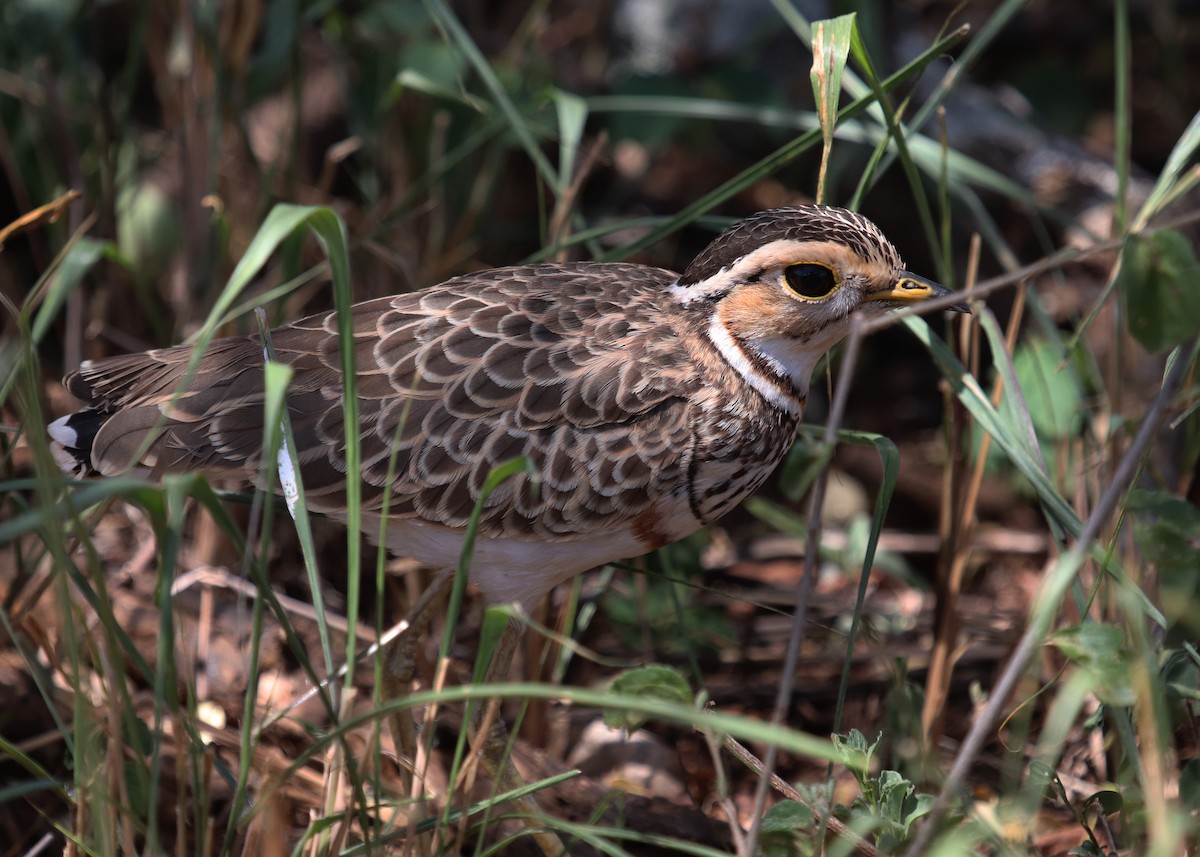 Corredor Escamoso Grande - ML645862462