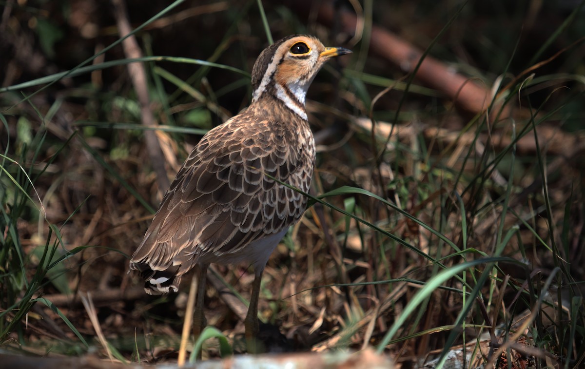 Corredor Escamoso Grande - ML645862463