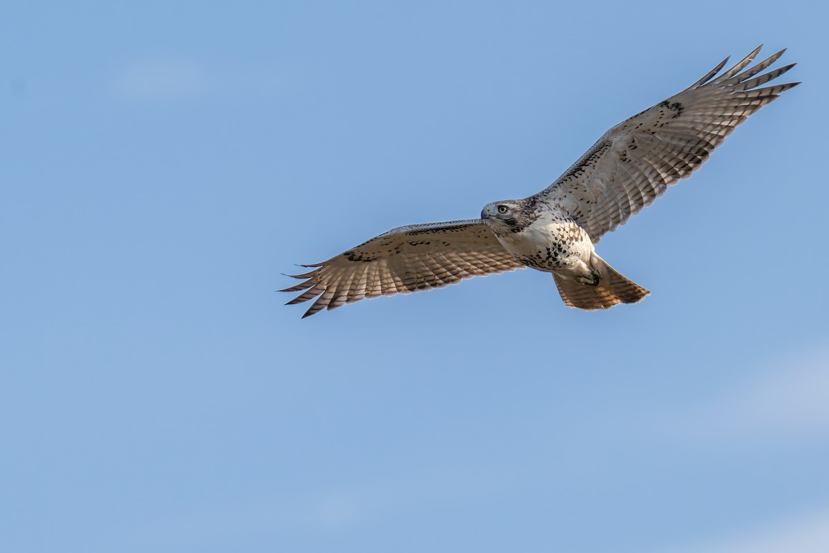 Red-tailed Hawk - ML645862464