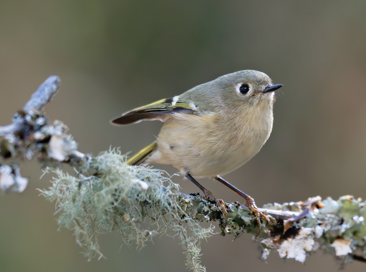 králíček americký - ML645862465