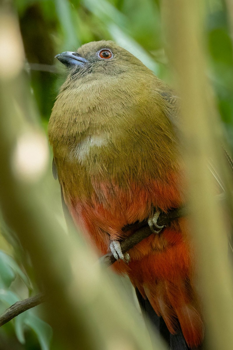 Red-headed Trogon - ML645862467