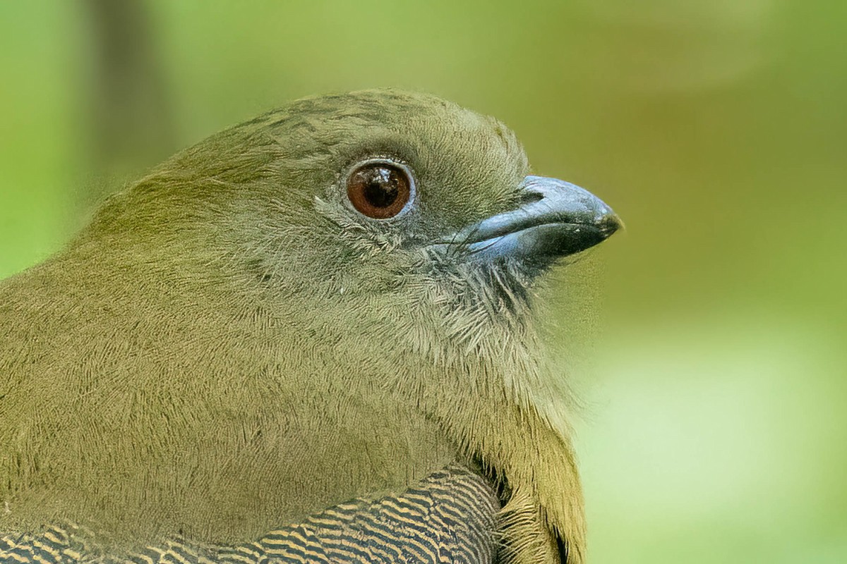 Red-headed Trogon - ML645862468