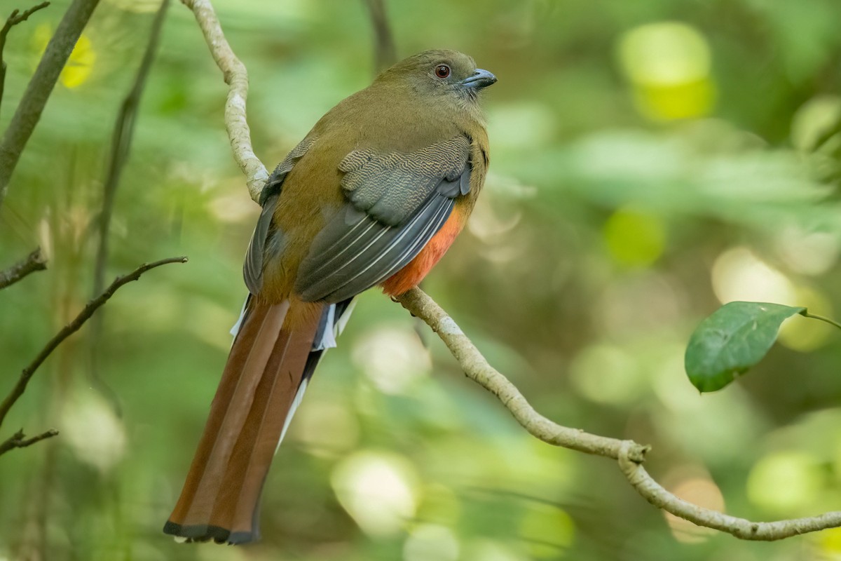 Red-headed Trogon - ML645862469