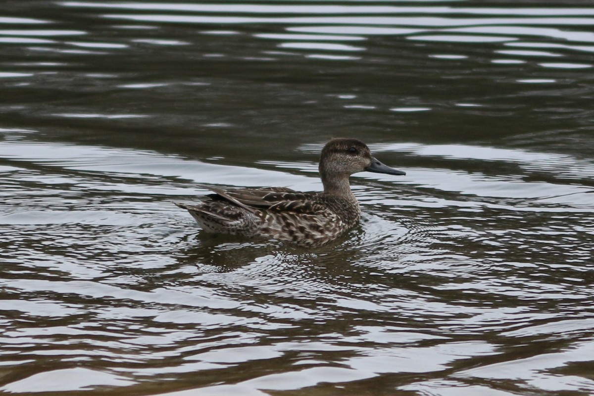 Green-winged Teal - ML645862470