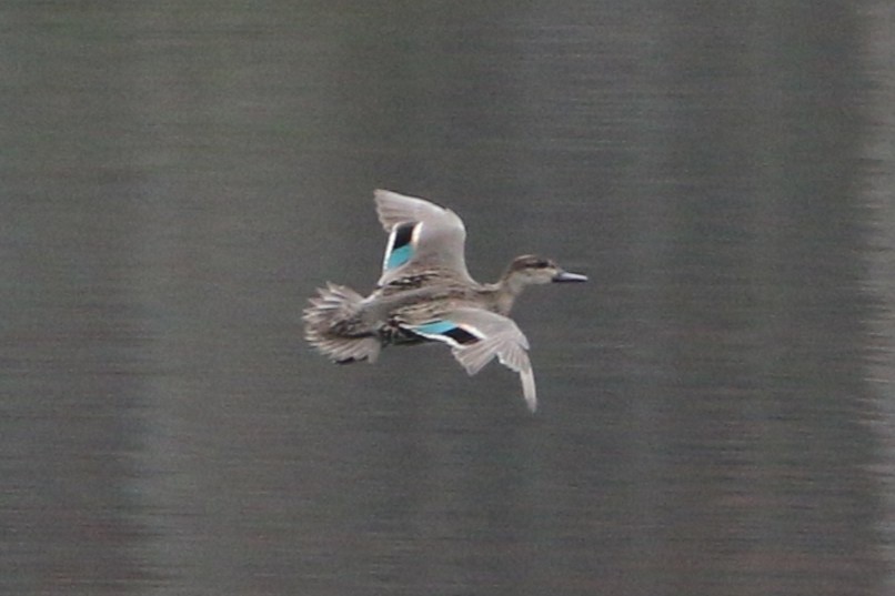 Green-winged Teal - ML645862471