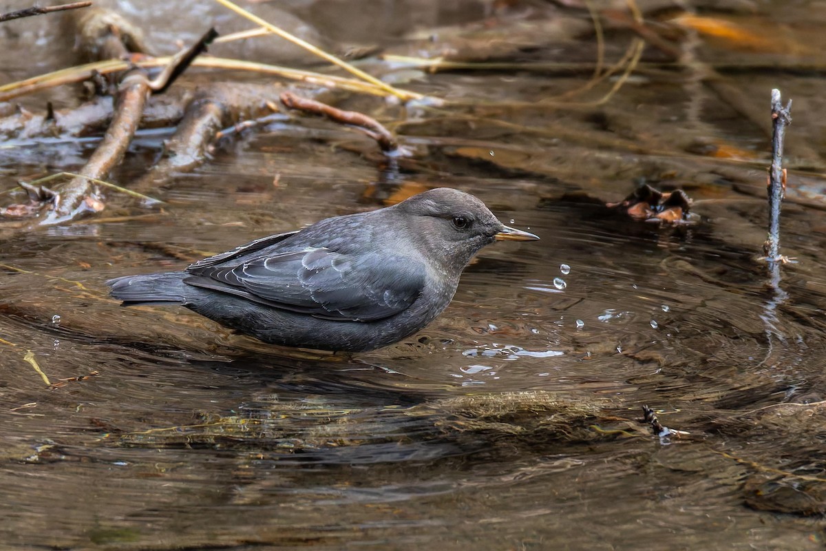 Ur-zozo iparramerikarra - ML645862472