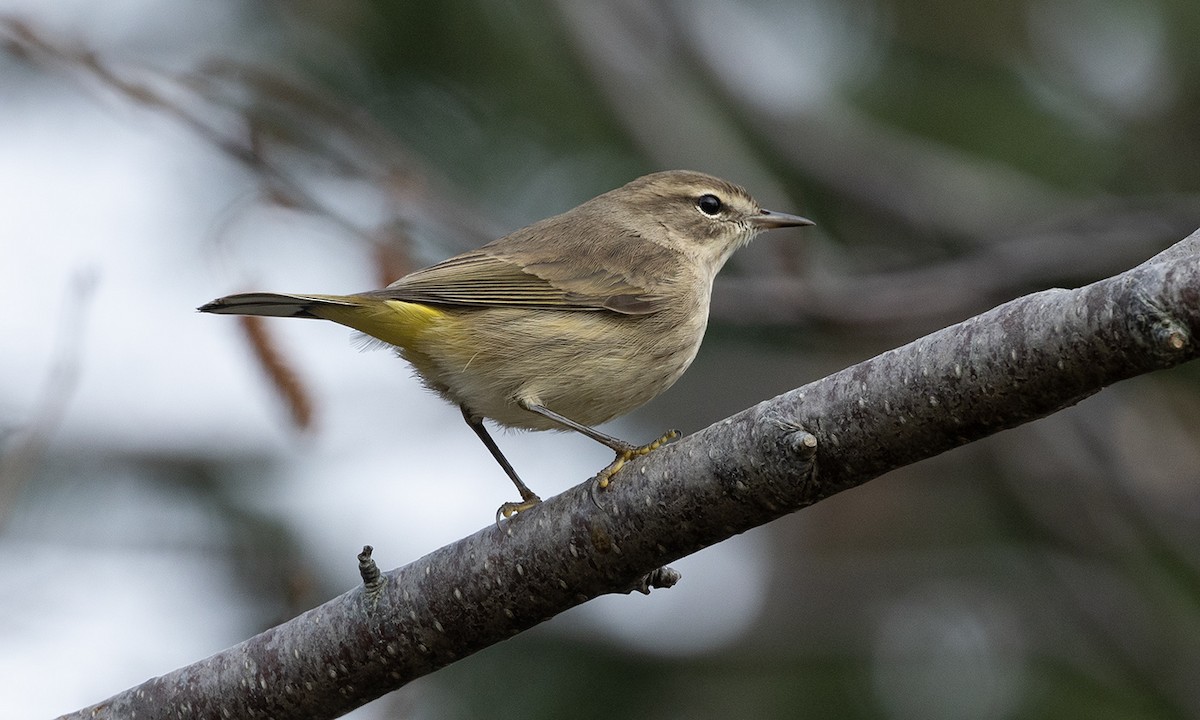 Palm Warbler (Western) - ML645862475