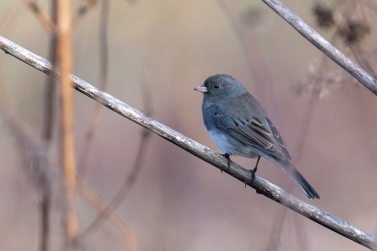Dark-eyed Junco - ML645862476