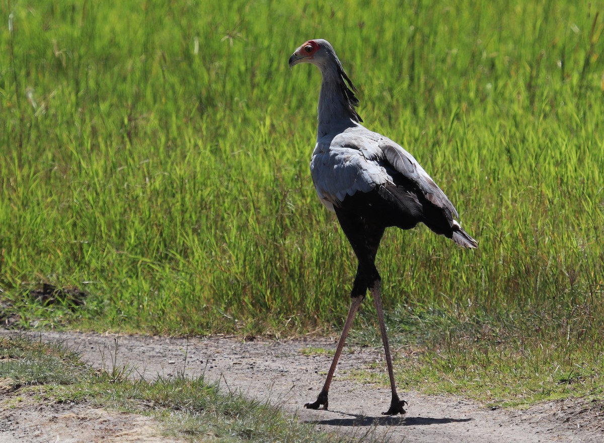 Secretarybird - ML645862477