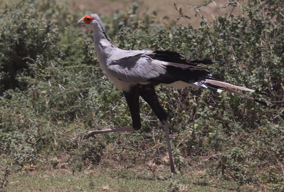 Secretarybird - ML645862478