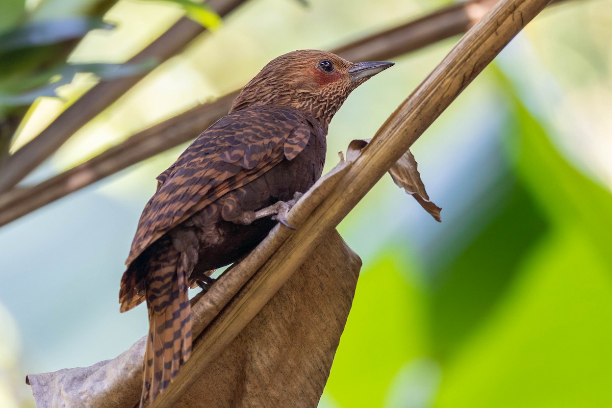 Rufous Woodpecker - ML645862479