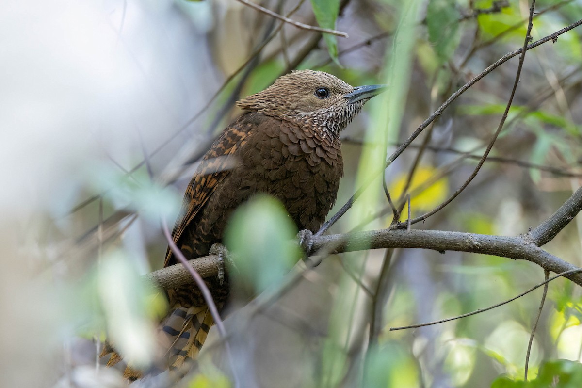 Rufous Woodpecker - ML645862480