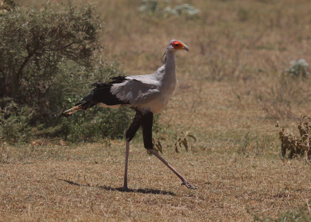Secretarybird - ML645862481