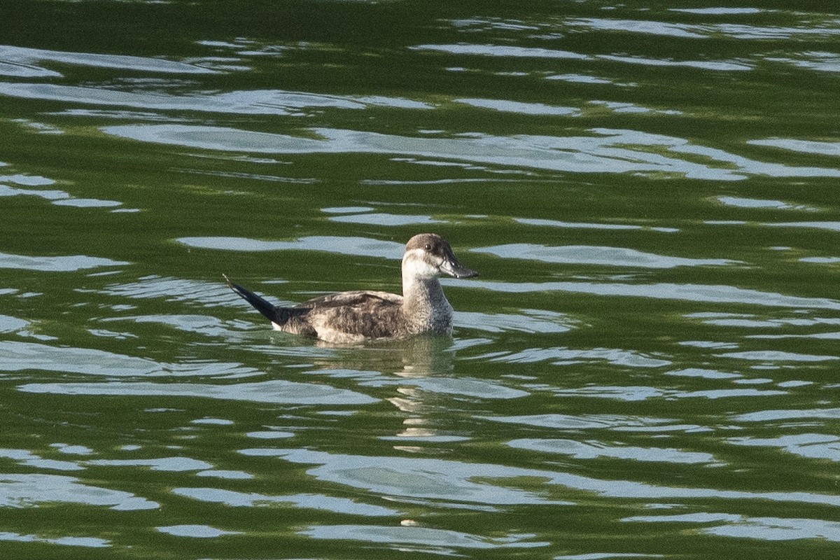 アカオタテガモ - ML645862482