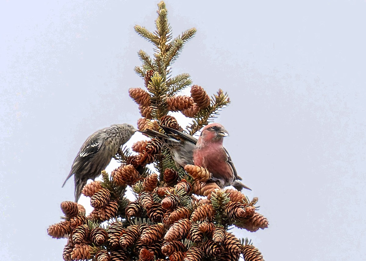 White-winged Crossbill - ML645862486