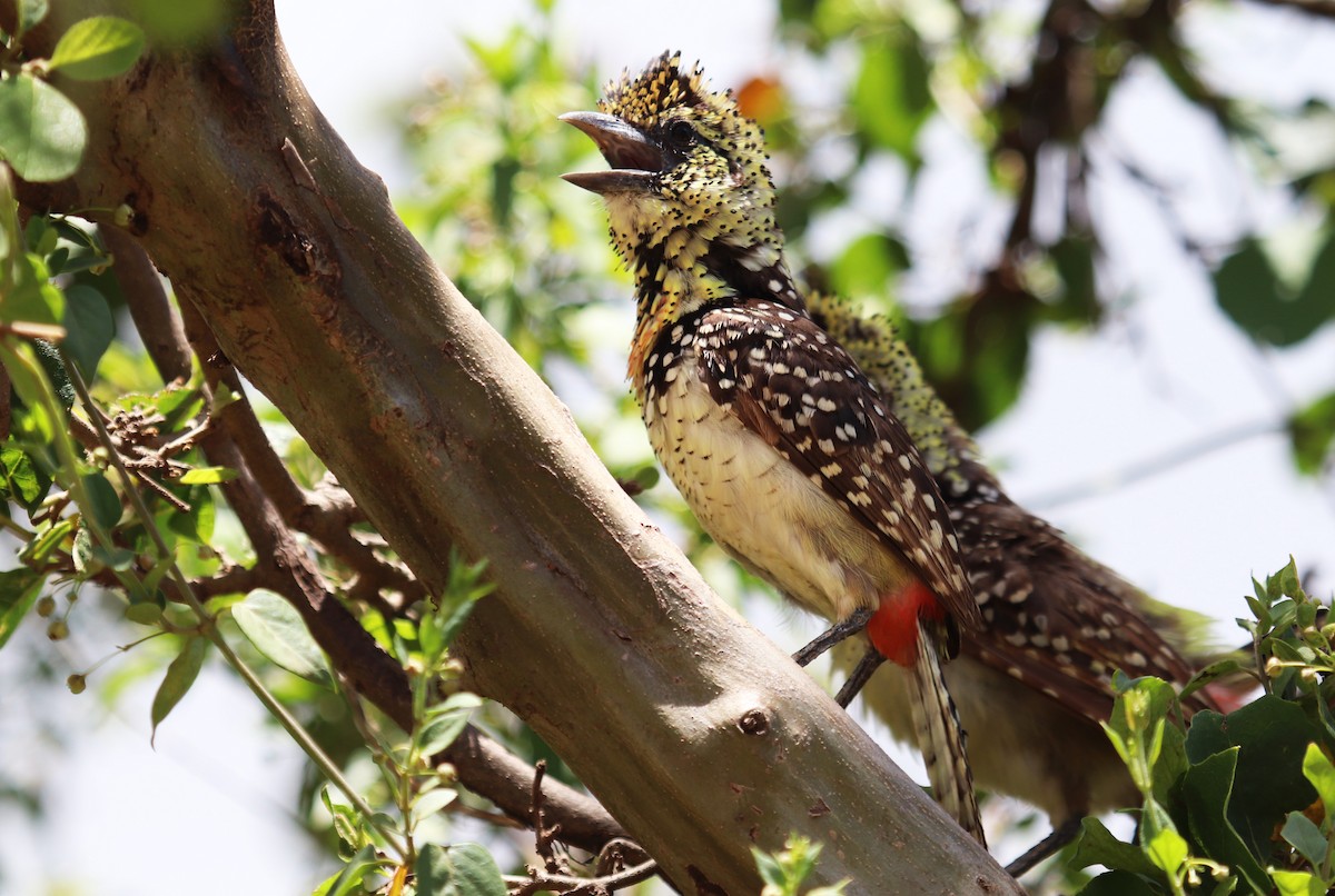 D'Arnaud's Barbet (Usambiro) - ML645862488