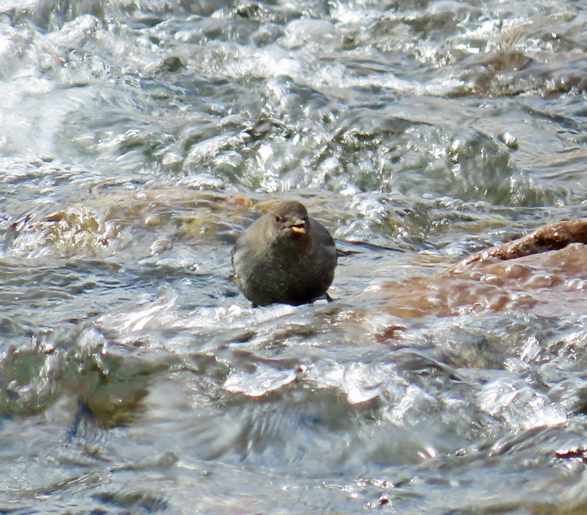 Ur-zozo iparramerikarra - ML645862490