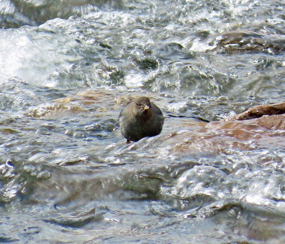 Ur-zozo iparramerikarra - ML645862491