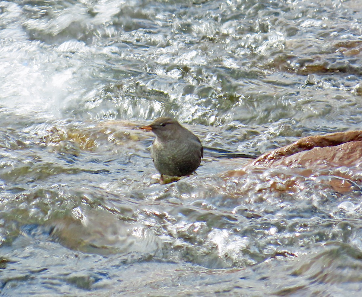 Ur-zozo iparramerikarra - ML645862492