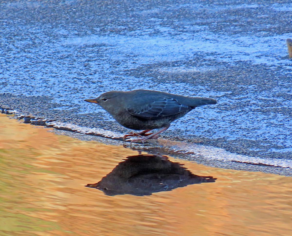 Ur-zozo iparramerikarra - ML645862494