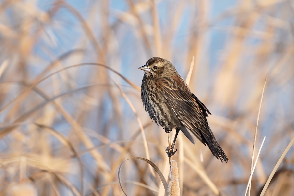 Красноплечий трупиал - ML645862498