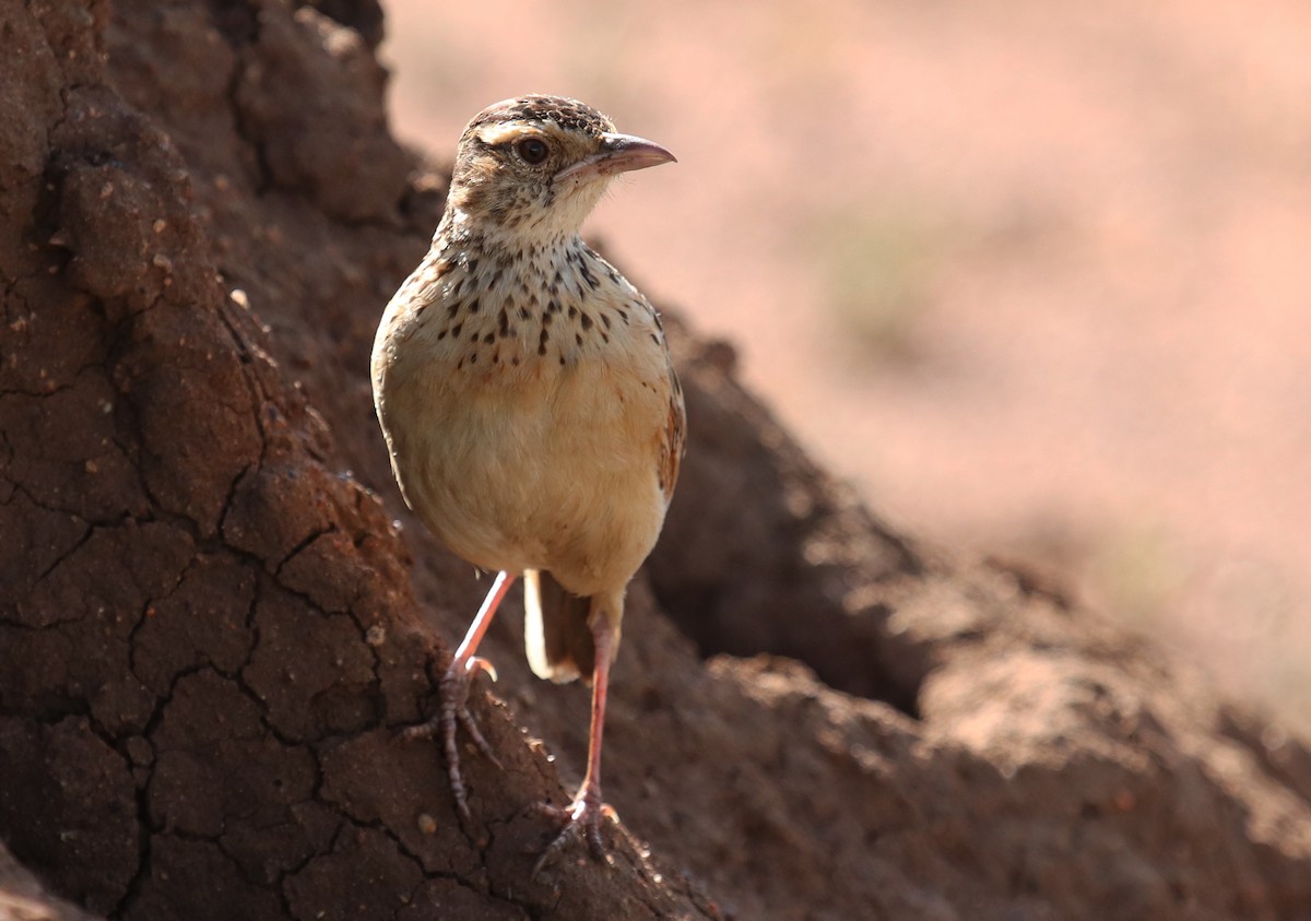 Rufous-naped Lark - ML645862501