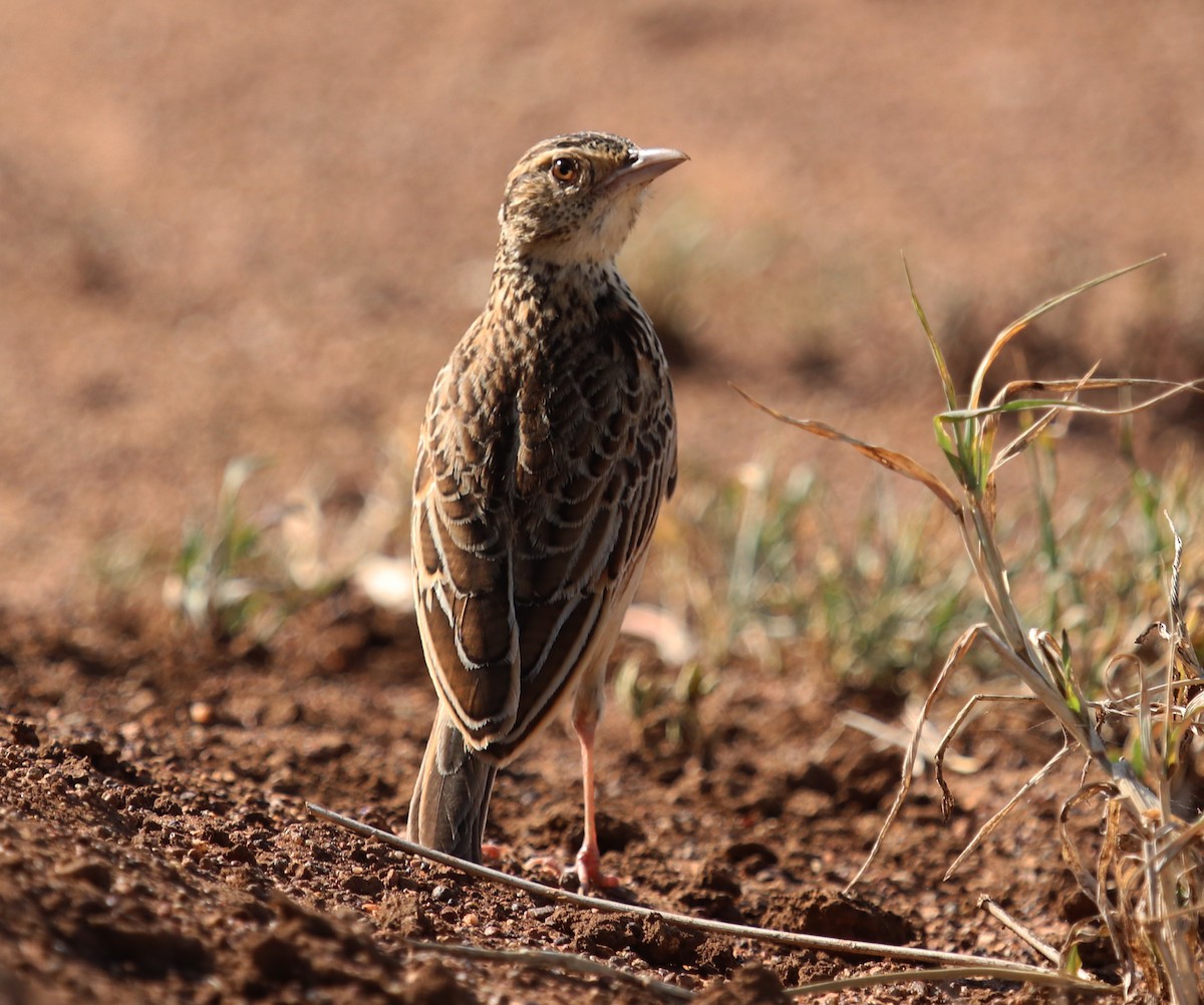 Rufous-naped Lark - ML645862502