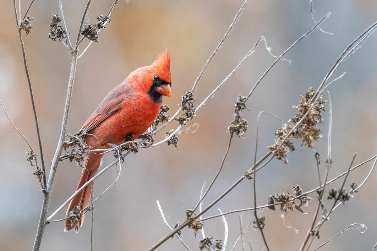 Northern Cardinal - ML645862514